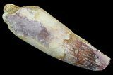 Real Spinosaurus Tooth - Partial Root #81052-1